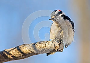 Male Downy Woodpecker on Limb