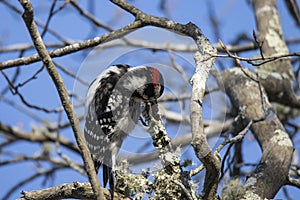 Male Downy Woodpecker Pecking Tree