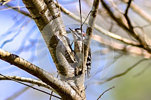 A male downy woodpecker perched on a tree trunk