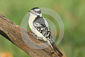 Male Downy Woodpecker Picoides pubescens