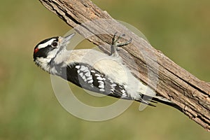 Male Downy Woodpecker Picoides pubescens