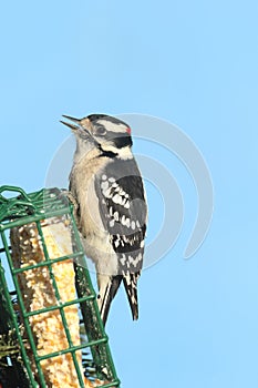 Male Downy Woodpecker Picoides pubescens