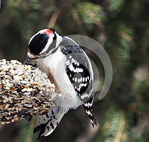 Male Downy Woodpecker Or Picoides Pubescens