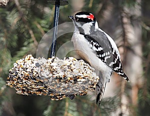 Male Downy Woodpecker Or Picoides Pubescens
