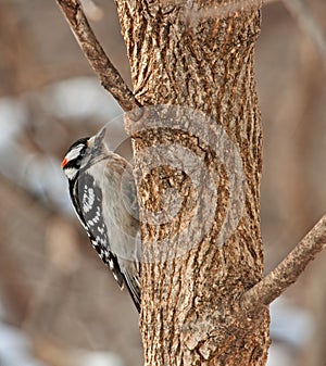 Male Downy Woodpecker, Picoides pubescens