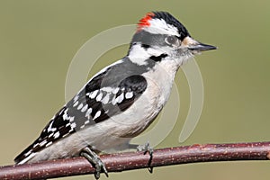 Male Downy Woodpecker (picoides pubescens) photo