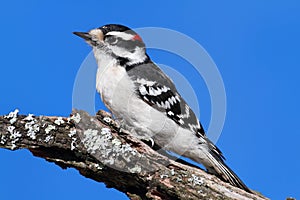 Male Downy Woodpecker (picoides pubescens) photo