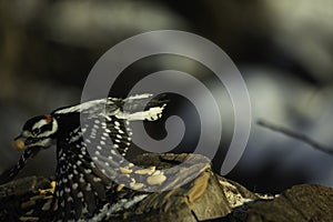 Male Downy Woodpecker Secures Another Peanut