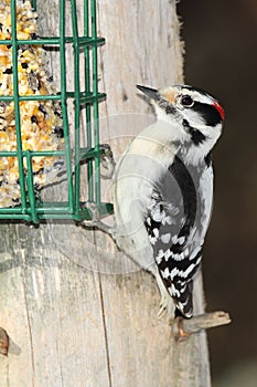 Male Downy Woodpecker at a Suet Feeder