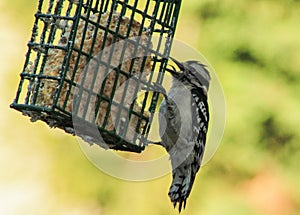 Male downy-woodpecker with tongue out
