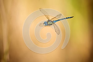 Male Dragonfly, Aeshna affinis.