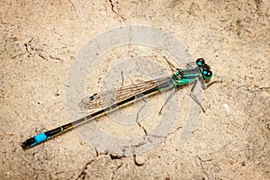 Male dragonfly azure damselfly Coenagrion puella