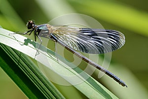 Male dragonfly Banded demoiselle Calopteryx splendens