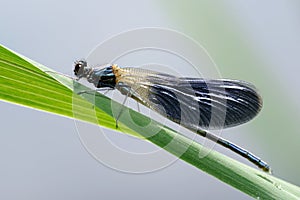 Male dragonfly Banded demoiselle Calopteryx splendens