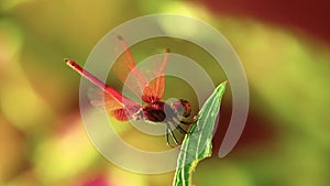 Male Dragonfly Red Scarlet Darter Insect Footage