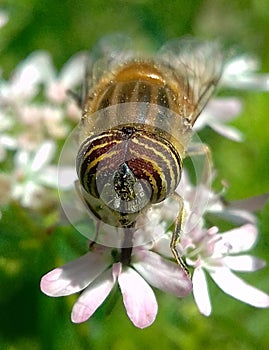 Male Drone fly :