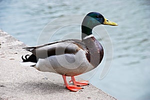 Male duck