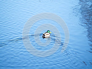 Male Duck in blue water