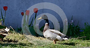 Male duck in the garden in front of red tulips in sunshine