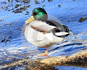 Male duck photo