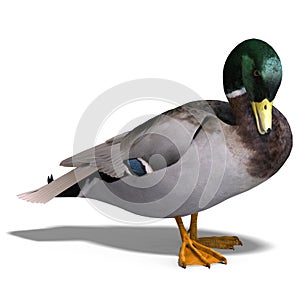 Male duck mallard