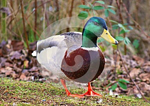 Male Duck Mallard Anas platyrhynchos dabbling ducks