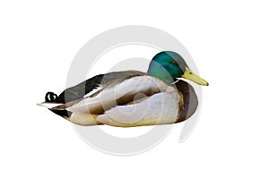 Male duck or mallard isolated on white