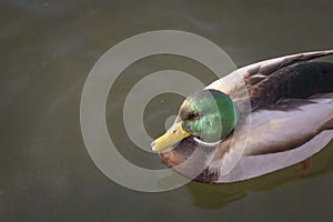 Male duck photographed in golden hour light in the park