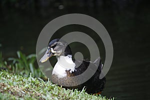 Male duck resting on grass at the edge of a swampland photo