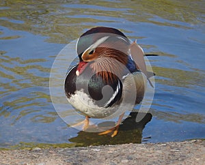 Male duck is ruffling black colored feathers.