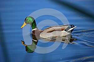 A Male Duck Seen Through The Reeds photo