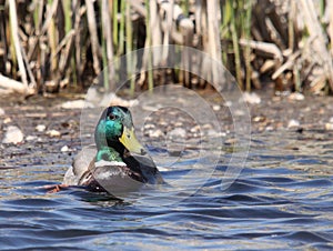 Male duck