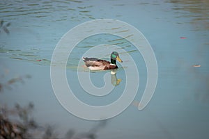 Male duck is swimming in a river, blue water and blurry copse