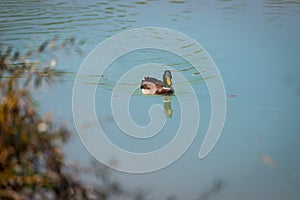 Male duck is swimming in a river, blue water and blurry copse