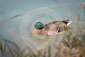 Male duck is swimming in a river, blue water and blurry copse