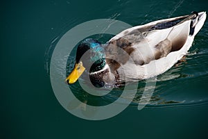 Male duck swims in a lake in sunshine