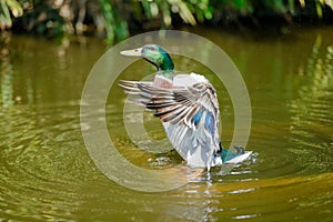 A male duck on the water
