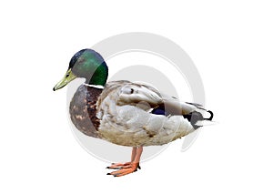 Male duck on white background