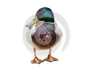 Male duck on white background