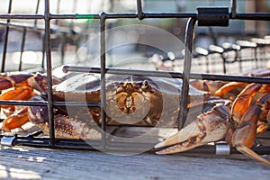 A male Dungeness crabs in a crab trap sitting on a dock