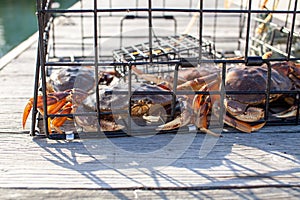 A male Dungeness crabs in a crab trap sitting on a dock photo