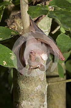 Male dwarf epauletted fruit bat (Micropteropus pussilus) hanging in a tree. photo