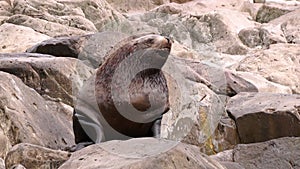 Male eared seal on stones of rock on coast of Sea of Okhotsk.