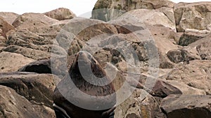 Male eared seal on stones of rock on coast of Sea of Okhotsk.