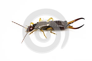 Male Earwig