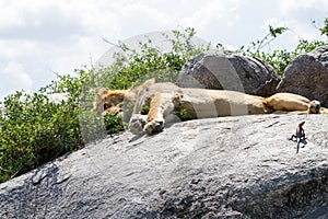 Male East African lion and Mwanza flat-headed rock agama on a rock