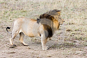 Male East African lion (Panthera leo melanochaita)