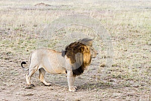 Male East African lion (Panthera leo melanochaita)