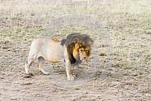 Male East African lion (Panthera leo melanochaita)