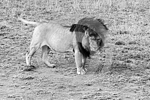 Male East African lion (Panthera leo melanochaita)